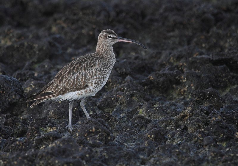 Whimbrel