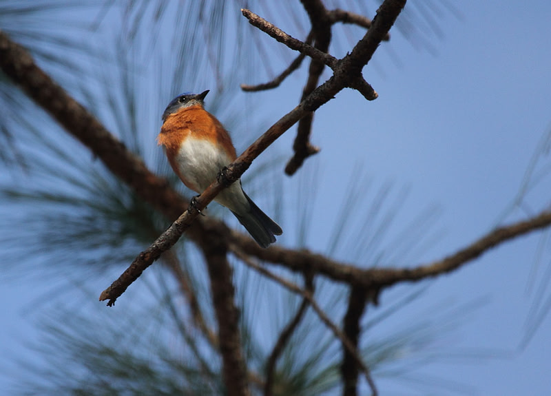 Eastern Bluebird