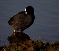 Coot Preening