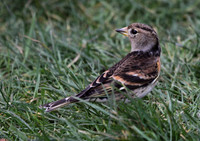 Brambling