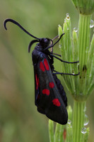Five Spotted Burnet Moth