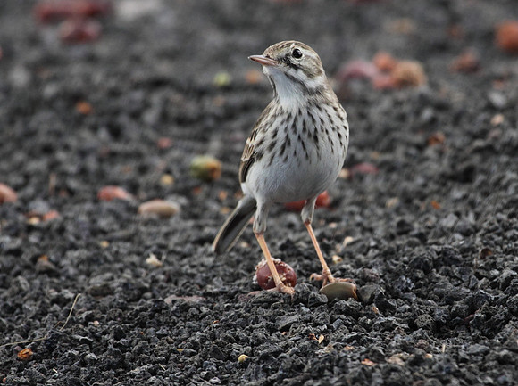 Berthelot's Pipit