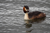 Great Crested Grebe