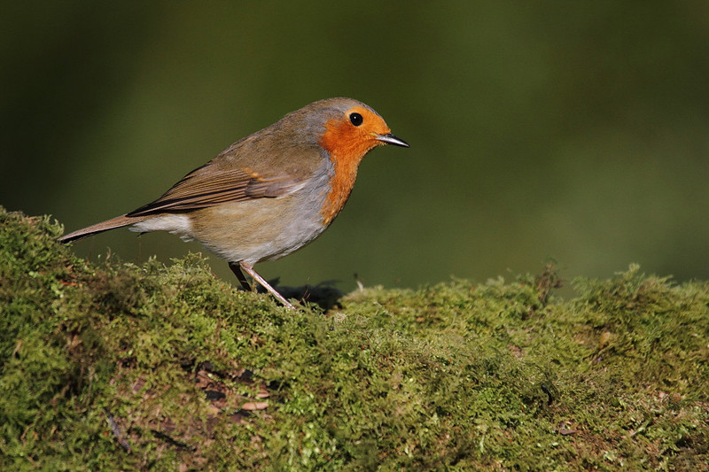 Robin