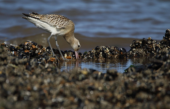 Bar Tailed Godwit
