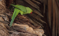 Ring Necked Parakeet