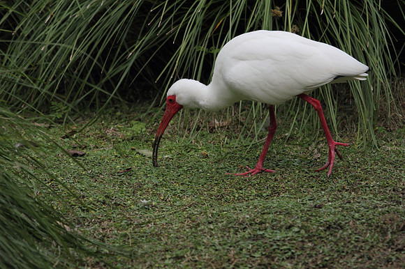 White Ibis