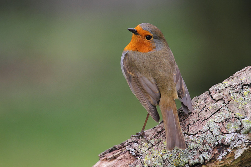 Robin