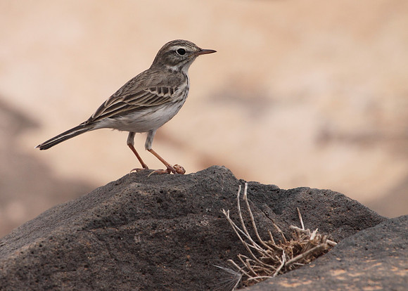Berthelot's Pipit