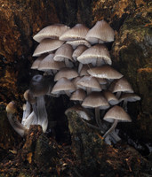 Mycena Inclinata