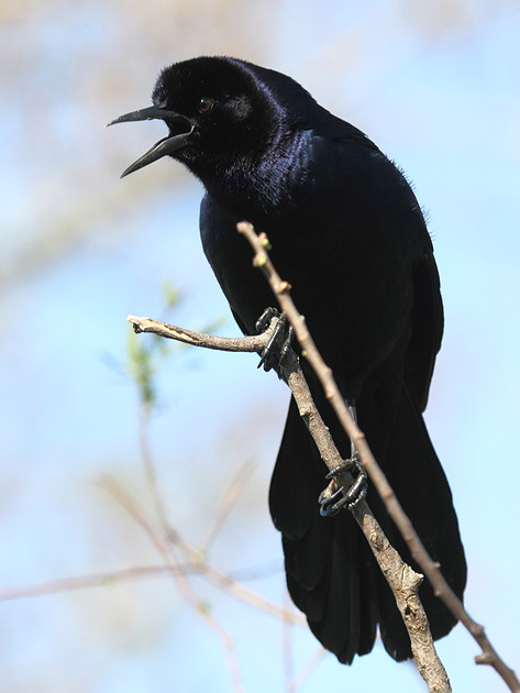 Boat Tailed Grackle