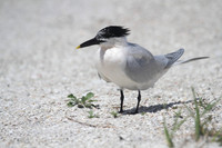 Sandwich Tern