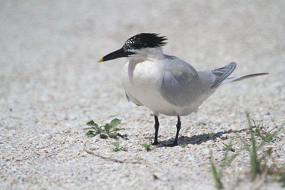 Sandwich Tern