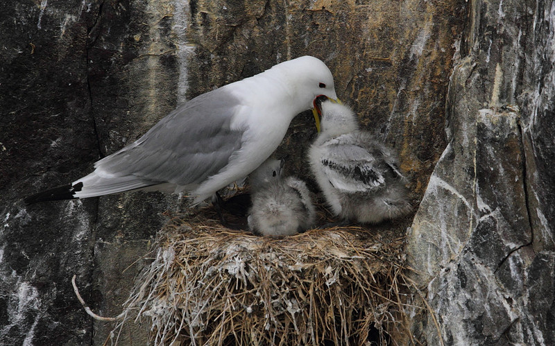 Kittiwake with chicks