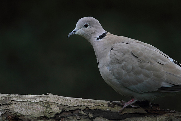 Collared Dove
