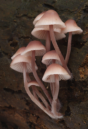 Mycena Fungi