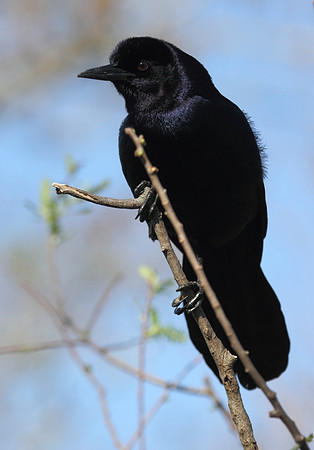 Boat Tailed Grackle