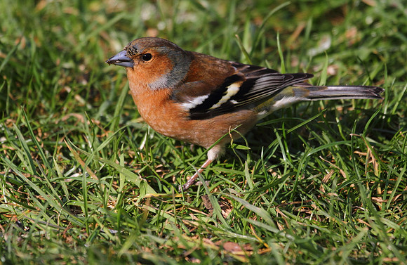 Male Chaffinch