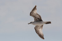 Ring Billed Gull