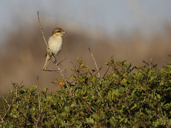 Shrike