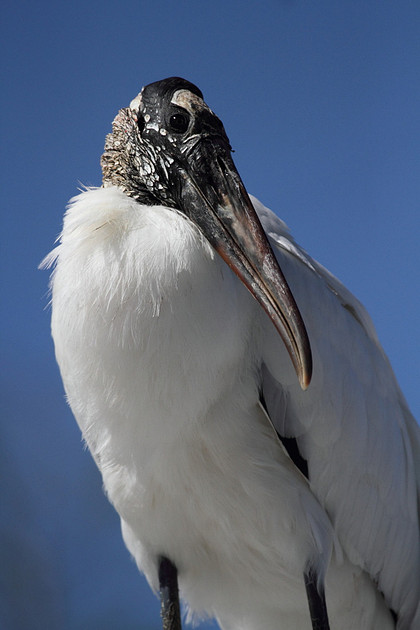 Wood Stork