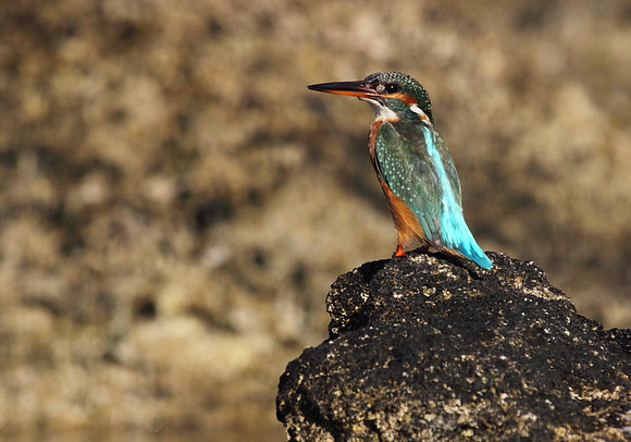 Female Kingfisher