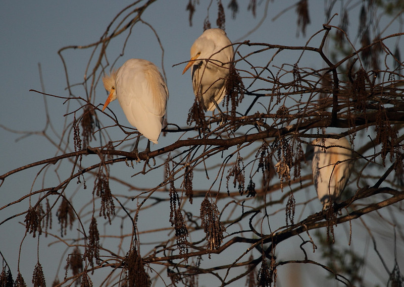 Cattle Egrets