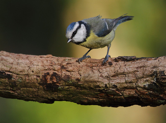 Blue Tit