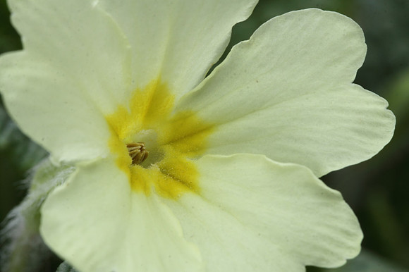 Primrose