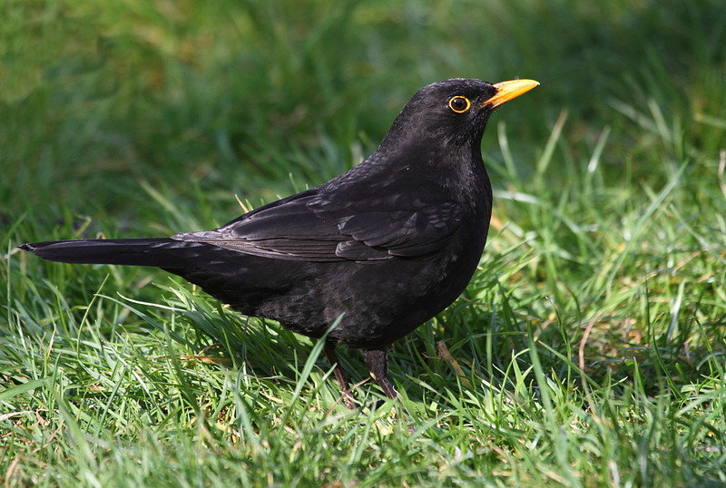 Male Blackbird