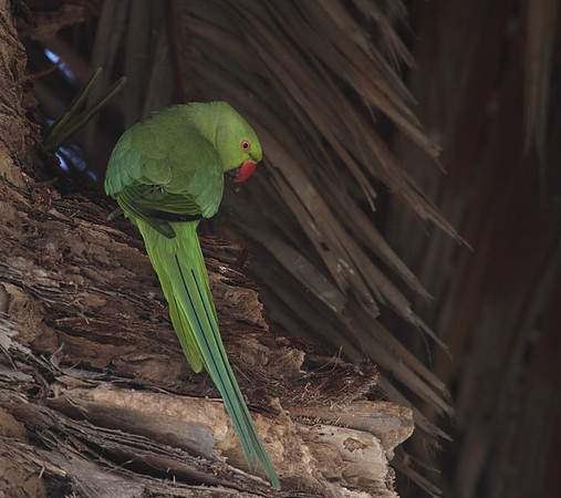 Ring Necked Parakeet
