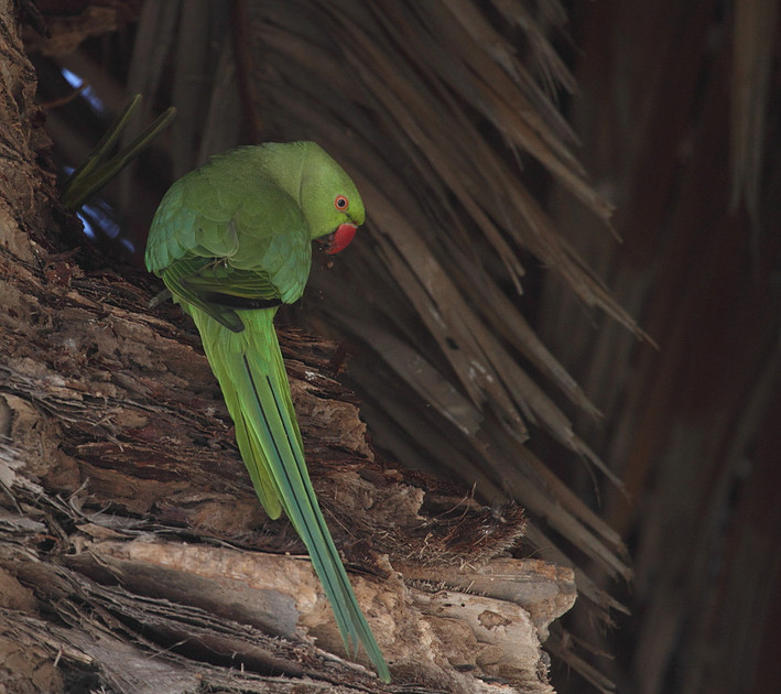 Ring Necked Parakeet