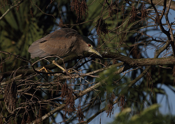 Black Crowned Night Heron