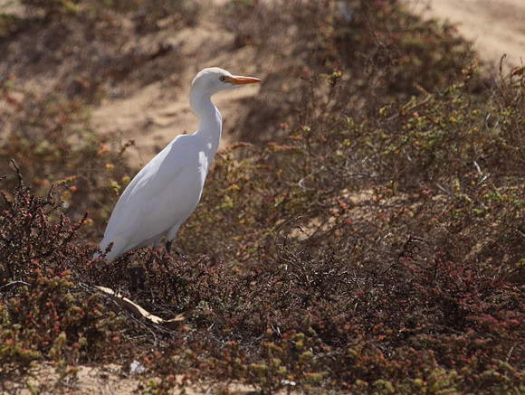 Cattle Egret