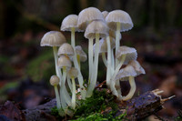 Mycena Epiterygia