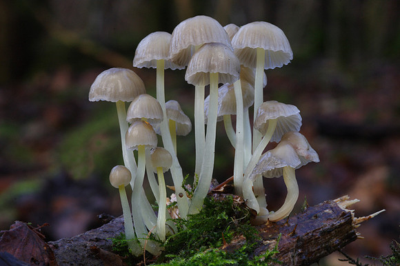 Mycena Epiterygia