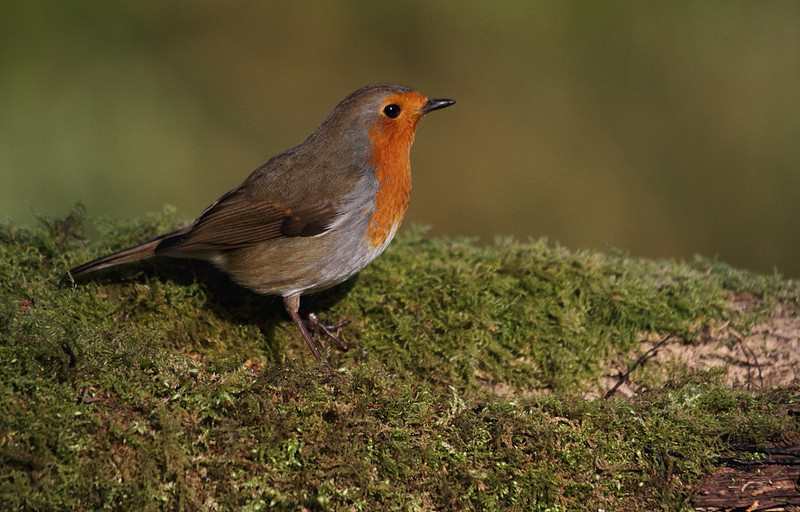 Robin