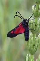 Five Spotted Burnet Moth