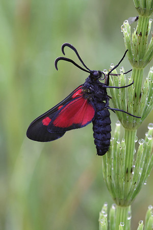 Five Spotted Burnet Moth