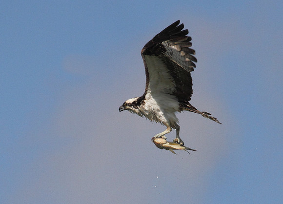 Osprey