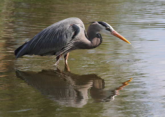 Great Blue Heron 12