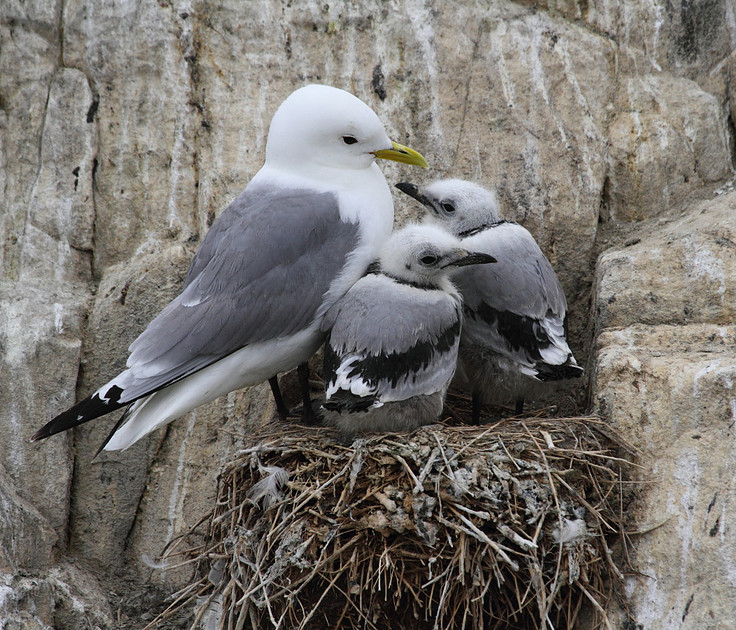 Kittiwake with chicks