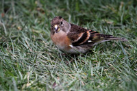 Brambling