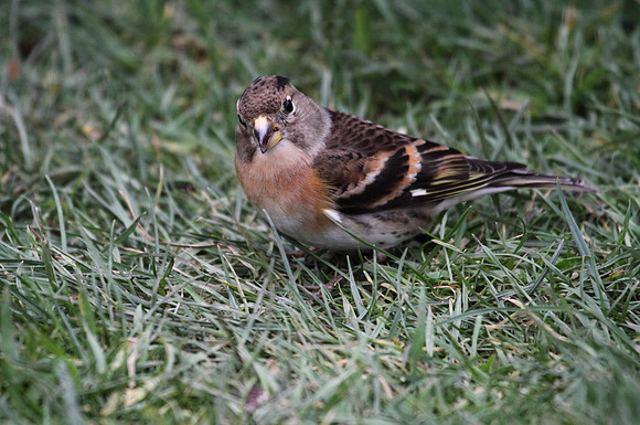 Brambling