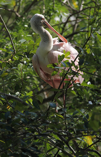 Roseate Spoonbill