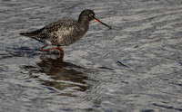 Spotted Redshank