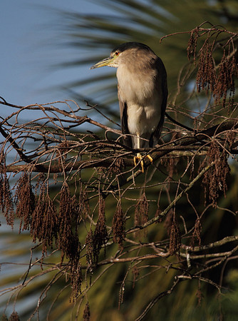 Black Crowned Night Heron
