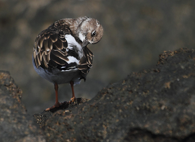 Turnstone