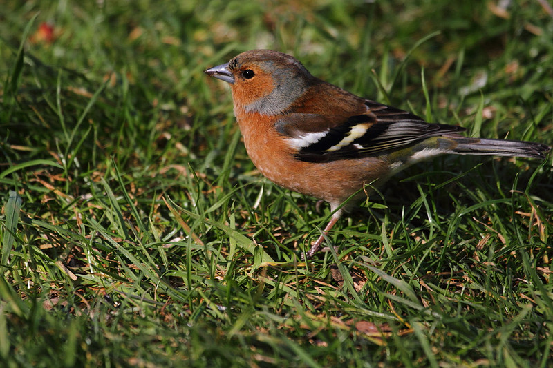 Male Chaffinch