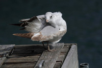 Ring Billed Gull